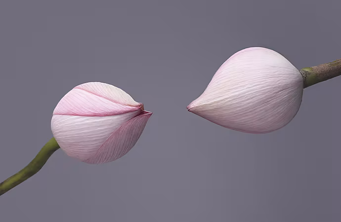 photo composition P3d 690x450