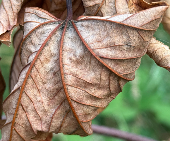 macrofotografie