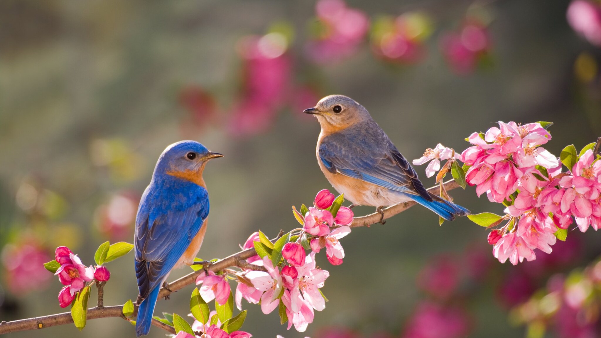 lente