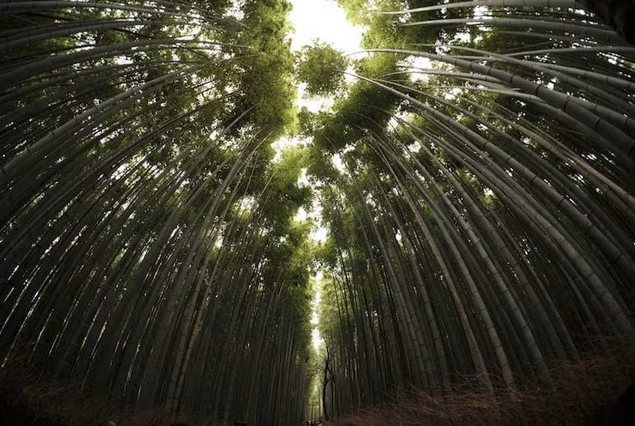perspectief 1
