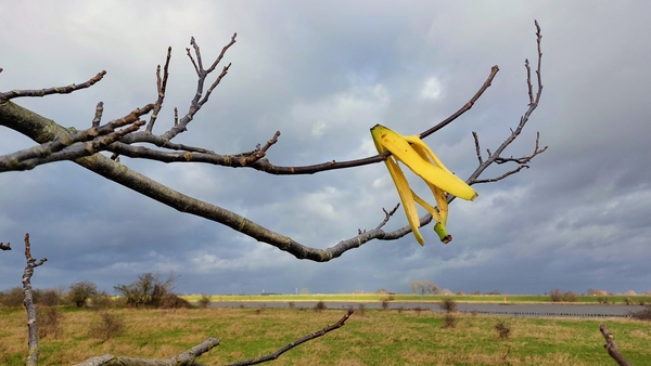 Bananenboom?