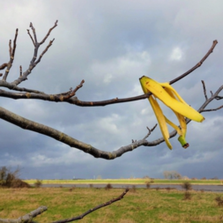 Bananenboom?