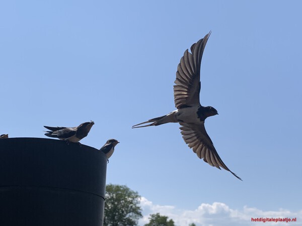 Fly away