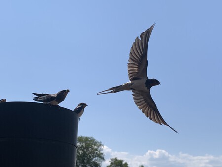 Fly away