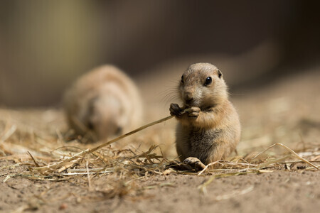 Prairiehondje