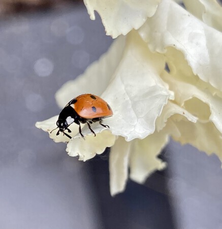 Lieveheersbeestje 🐞