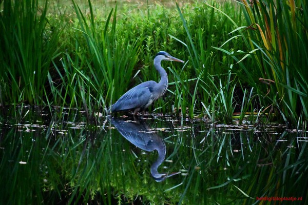 Wildlife Blauwe Reiger