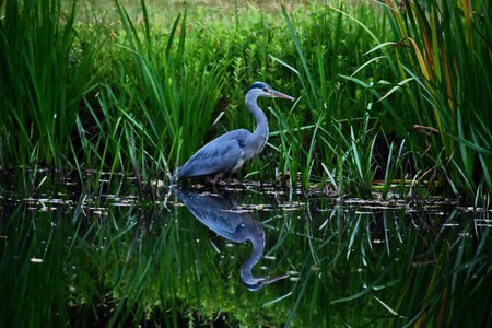 Wildlife Blauwe Reiger
