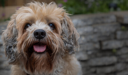 Doedel één van mijn honden.