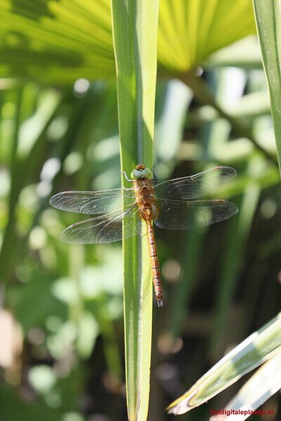 Libelle op een palmblad