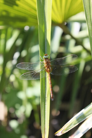 Libelle op een palmblad