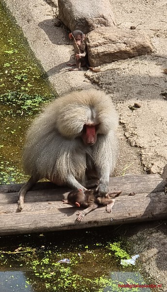 Mannetjes Mantelbaviaan is onhandig met kleine baviaan