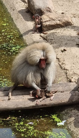 Mannetjes Mantelbaviaan is onhandig met kleine baviaan