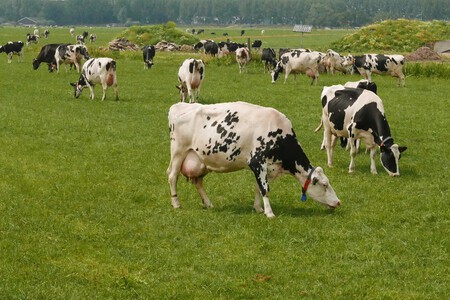 Zo Hollands