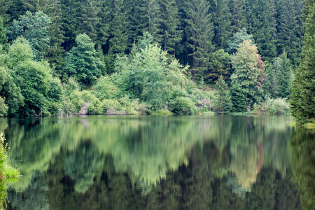 Groene reflectie