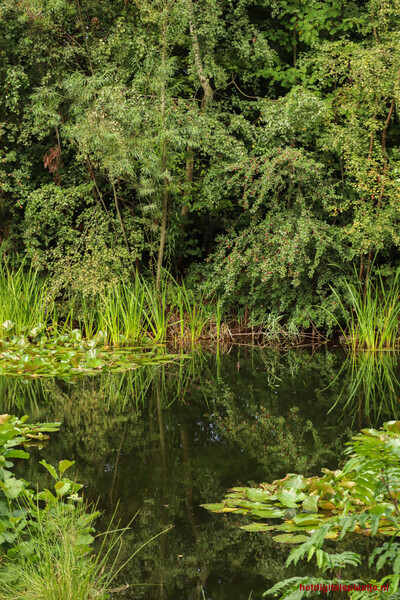 Green paradise