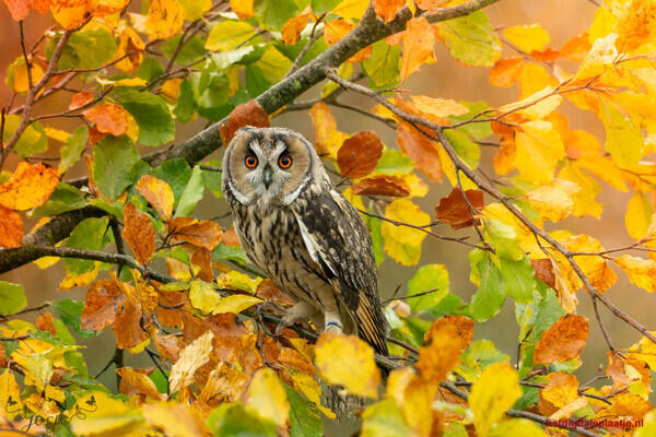 Ransuil tussen herfstbladeren