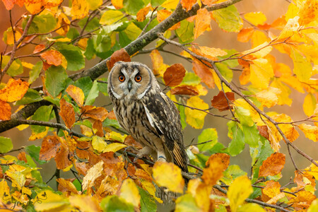 Ransuil tussen herfstbladeren