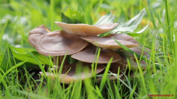 Herfst in mooi IJsselstein