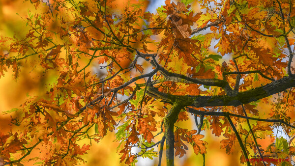 Autumn Vibe