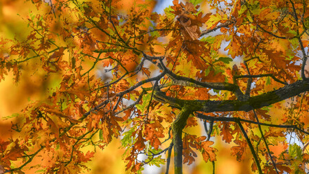 Autumn Vibe