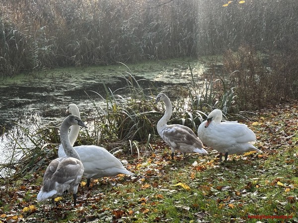 Zwanenfamilie op doorreis