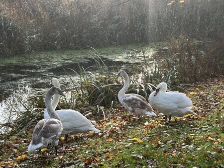 Zwanenfamilie op doorreis
