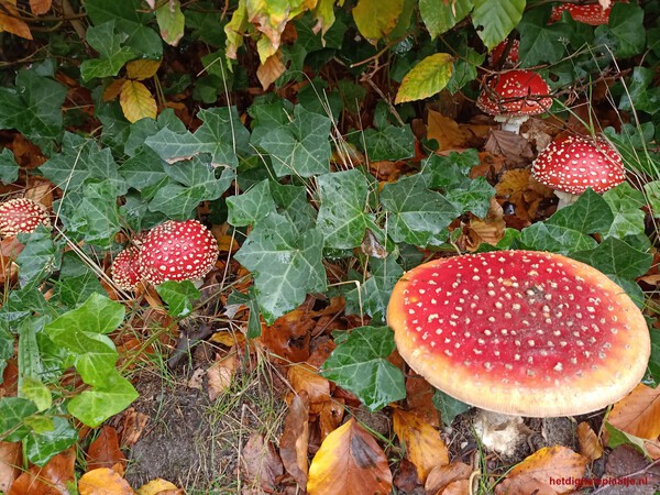 Rood met witte stippen