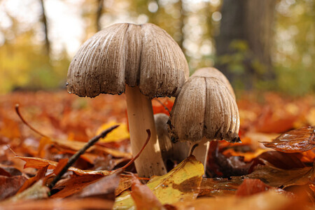 Paddenstoelen