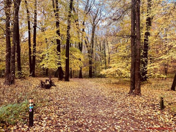 De herfst is geel vandaag