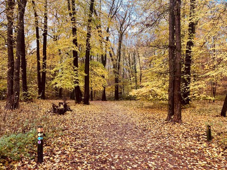 De herfst is geel vandaag