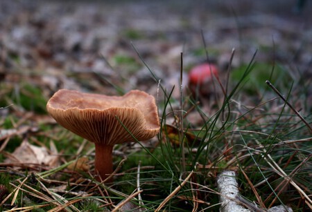 Kabouterhuisje