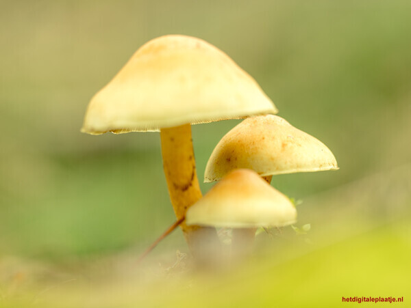 Drie hoedjes