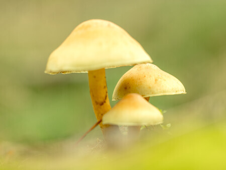 Drie hoedjes