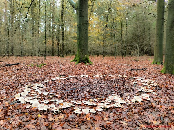 Heksenkring vestiging Arnhem