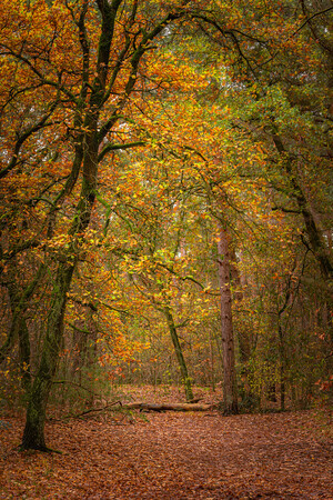 Kleurig bos