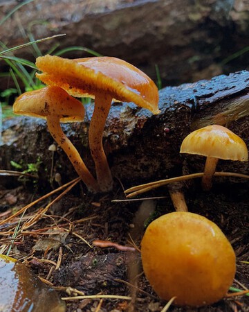 herfst parasolletjes