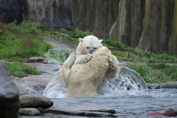 Andere vorm van Splash