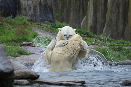 Andere vorm van Splash