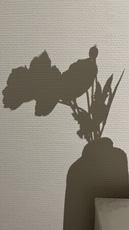 Muurbloemen