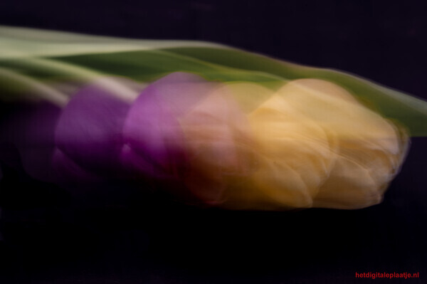 Tulpen in beweging