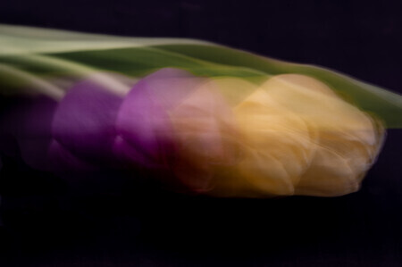 Tulpen in beweging