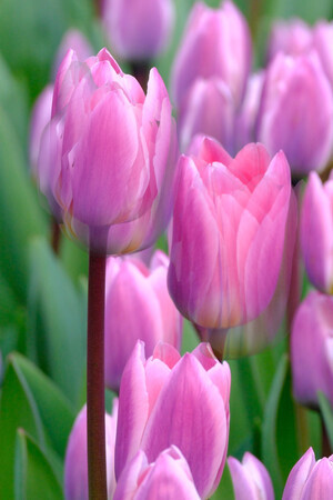 tulpen in de wind