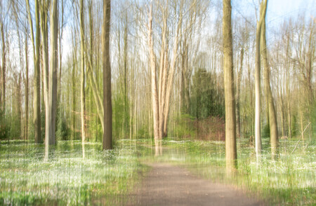 Magic Forest