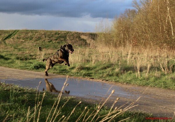 Who let the dog out?