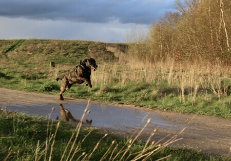 Who let the dog out?