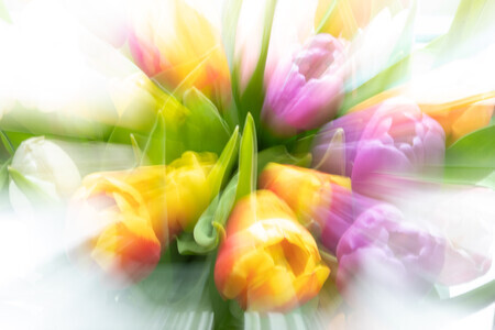 Tulpen in beweging