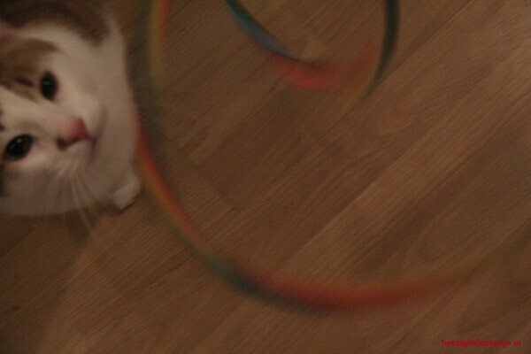 Spelende kat