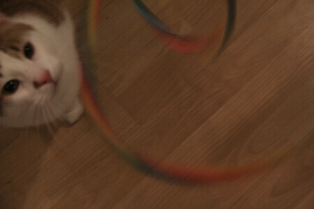 Spelende kat