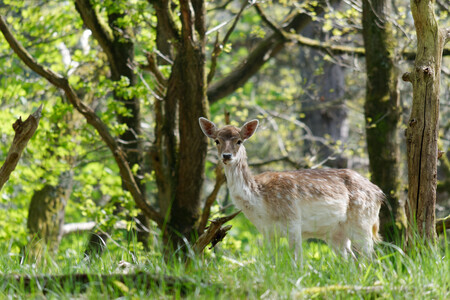 Jong hertje in het wild